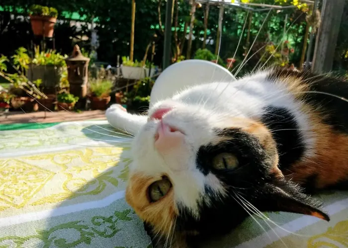 Terre Di Mare Bordighera * Vallecrosia